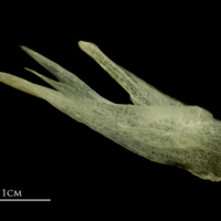 photo of Atlantic mackerel posttemporal lateral view