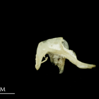 photo of Bleak pharyngeal ventral view