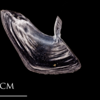 photo of Atlantic herring subopercular medial view
