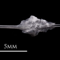 photo of European eel parasphenoid dorsal view