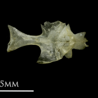 photo of Sandsmelt for assessment ventral view