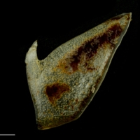 photo of Atlantic mackerel subopercular lateral view