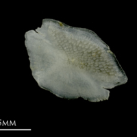 photo of Grey Triggerfish otolith(s) detail view