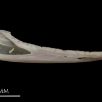 photo of European eel dentary medial view