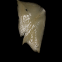 photo of Sturgeon scute medial view