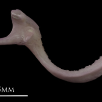 photo of Common sole premaxilla lateral view