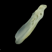 photo of European seabass supracleithrum medial view