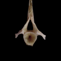 photo of Red seabream precaudal vertebra anterior view