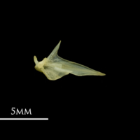 photo of Bullhead articular medial view