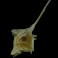 photo of Red gurnard precaudal vertebra lateral view