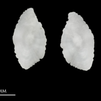 photo of Red seabream otolith(s) detail view