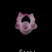 photo of Dragonet precaudal vertebra anterior view