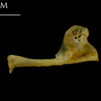 photo of Thinlip grey mullet  premaxilla medial view