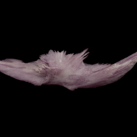 photo of Wels catfish for assessment lateral view