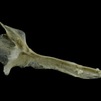 photo of Common pandora cleithrum medial view