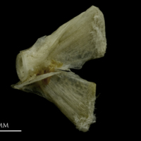 photo of Common pandora ultimate vertebra lateral view