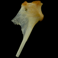 photo of Gilthead seabream hyomandibular lateral view