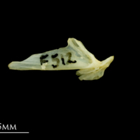 photo of Five-Bearded Rockling articular lateral view