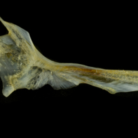 photo of Black seabream cleithrum medial view