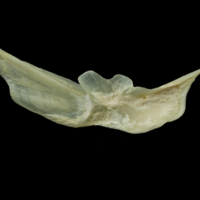 photo of Northern pike preopercular medial view