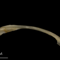 photo of Shore rockling maxilla lateral view