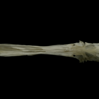 photo of Grayling parasphenoid ventral view