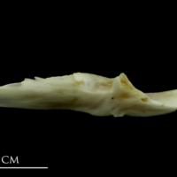 photo of Mediterranean moray preopercular lateral view