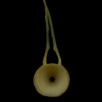 photo of Arctic Char precaudal vertebra anterior view