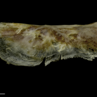 photo of European conger for assessment lateral view