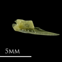 photo of Small sandeel quadrate medial view