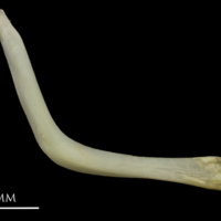 photo of European eel cleithrum medial view
