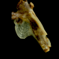 photo of Ballan wrasse hyomandibular lateral view