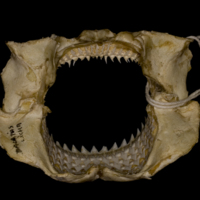 photo of Kitefin Shark jaw posterior view