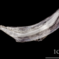 photo of Atlantic herring maxilla lateral view