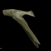 photo of Grayling dentary lateral view