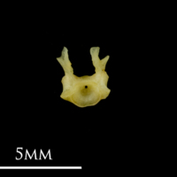 photo of Bullhead first vertebra anterior view
