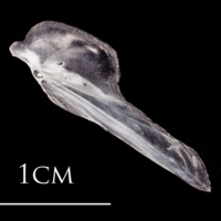 photo of Atlantic herring supracleithrum lateral view