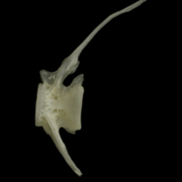 photo of Grayling precaudal vertebra lateral view