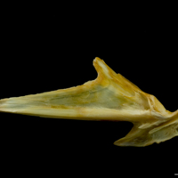 photo of Saithe articular lateral view