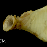 photo of Ballan wrasse ultimate vertebra detail view