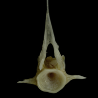 photo of Red gurnard precaudal vertebra anterior view