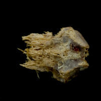 photo of Atlantic bluefin tuna  vomer ventral view