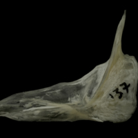 photo of Grayling cleithrum lateral view