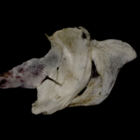 photo of Wels catfish opercular complex lateral view