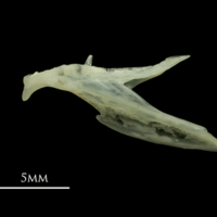 photo of Red mullet dentary lateral view