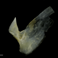 photo of Couch's seabream subopercular lateral view