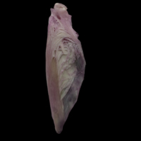 photo of Meagre supracleithrum lateral view