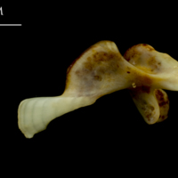 photo of Ballan wrasse maxilla medial view