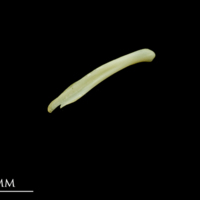 photo of Five-Bearded Rockling supracleithrum lateral view