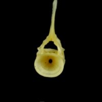 photo of Small sandeel precaudal vertebra anterior view